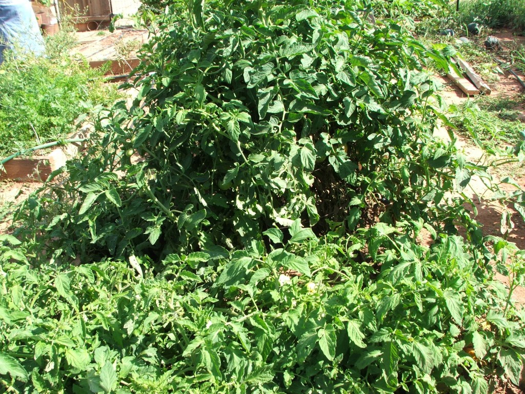DSCF1413